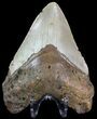 Bargain, Megalodon Tooth - North Carolina #67114-2